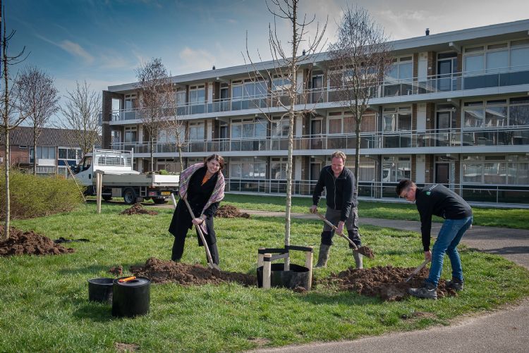 Wethouder Brigitte Faber en vader en zoon Ruijgrok planten veldesdoorn. Foto: Gemeente Overbetuwe