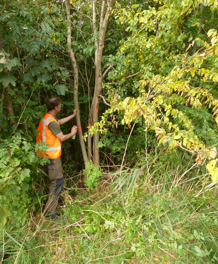 Foto: Iepenwacht Fryslân Foto: Iepenwacht Fryslân