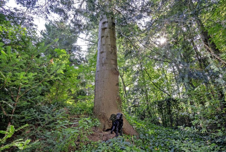 De dikste Picea van Nederland
