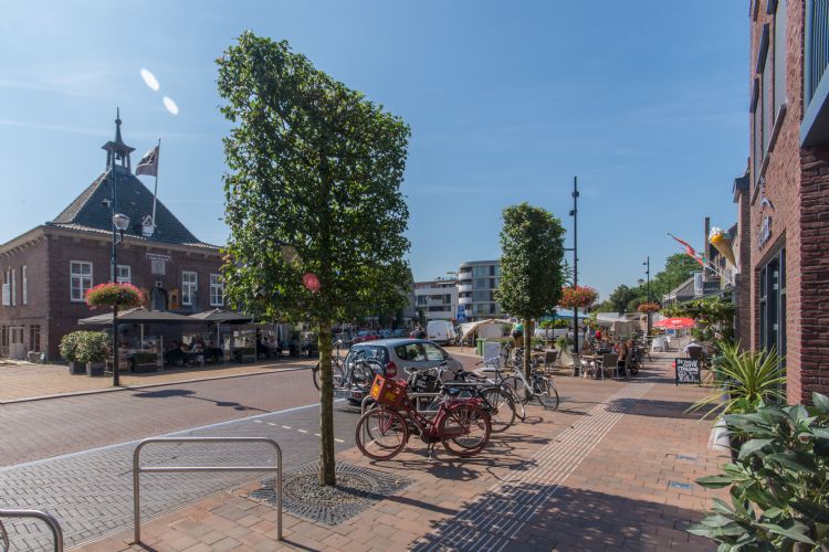 Acer campestre ‘Zorgvlied’ in het centrum van Heesch