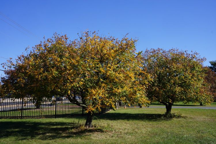 Koelreuteria paniculata 'September'