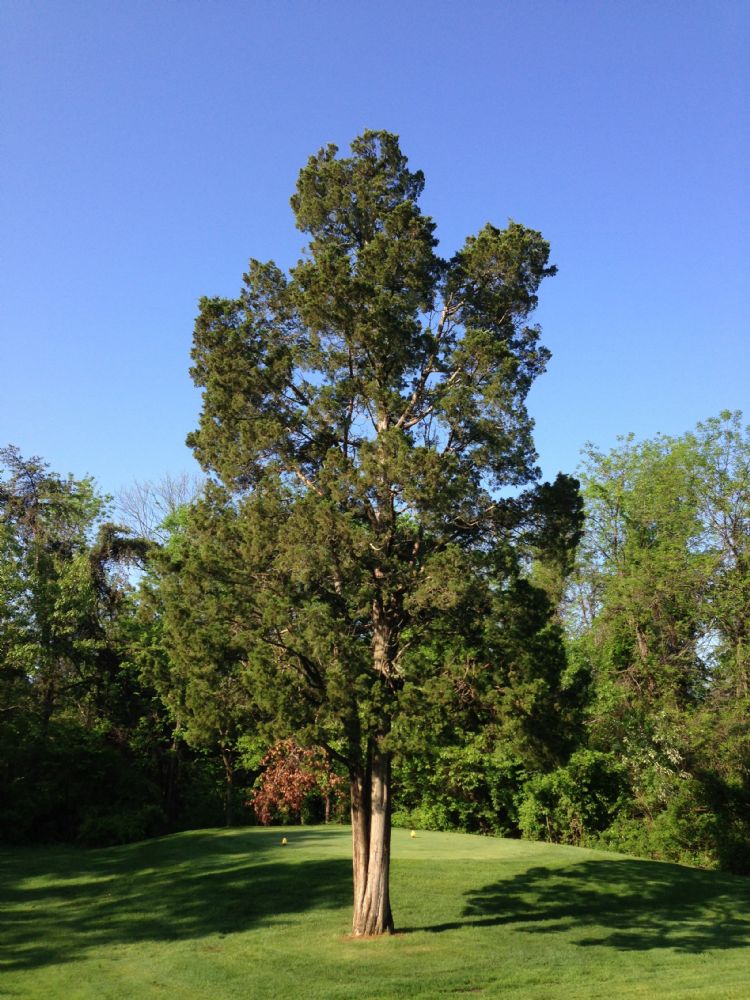 <i>Juniperus virginiana</i>: half volwassen boom <i>Juniperus virginiana</i>: half volwassen boom
