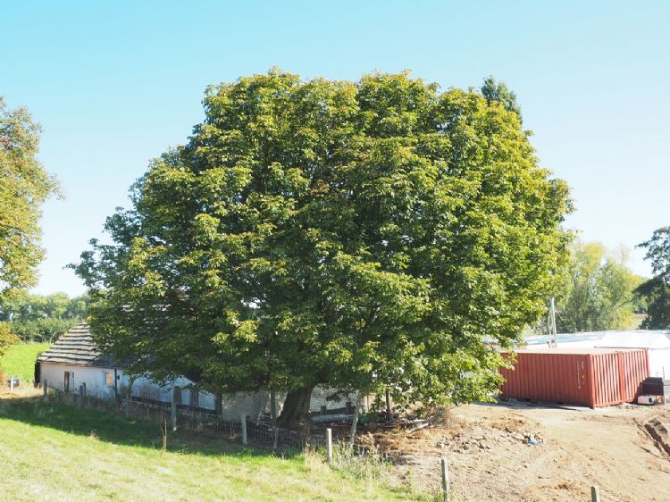 Paardenkastanje voor te slopen boerderij. (Foto: Henry Kuppen)