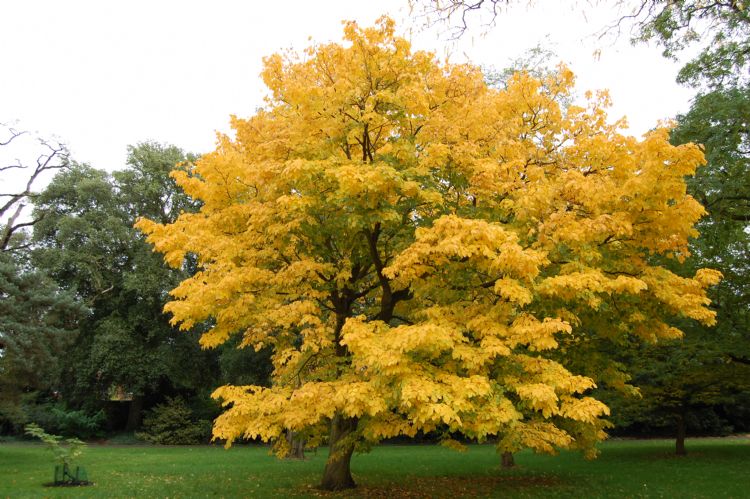<i>Cladrastis kentukea</i> in herfstkleed