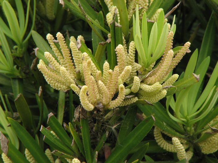 <i>Podocarpus macrophyllus</i>, mannelijke kegels