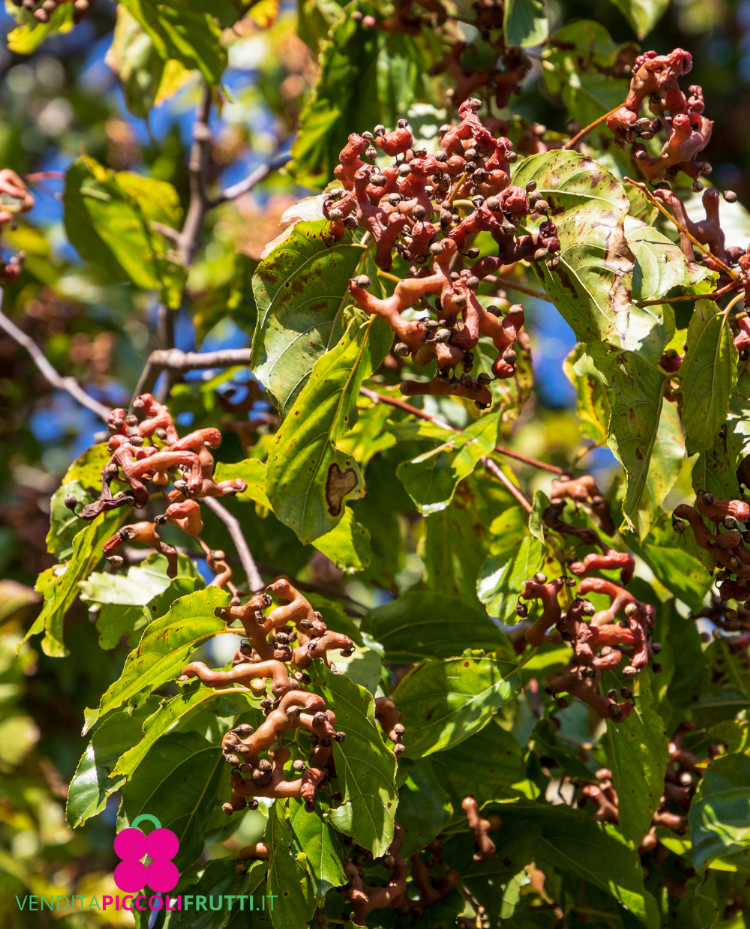 <i>Hovenia dulcis</i>, blad en vruchten