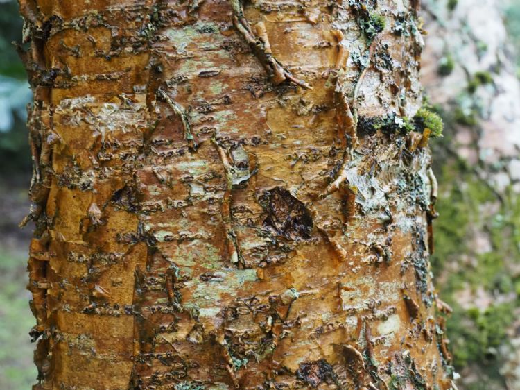 <i>Maackia chinensis</i>, stamschors