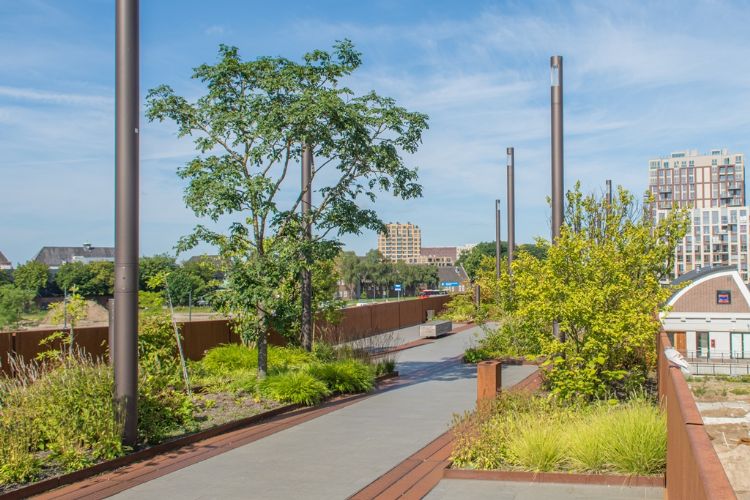 Maackia amurensis op de Paleisbrug in Den Bosch