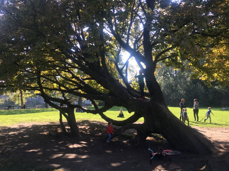 Een oude boom in Amsterdam (2018) biedt schaduw en speelgelegenheid