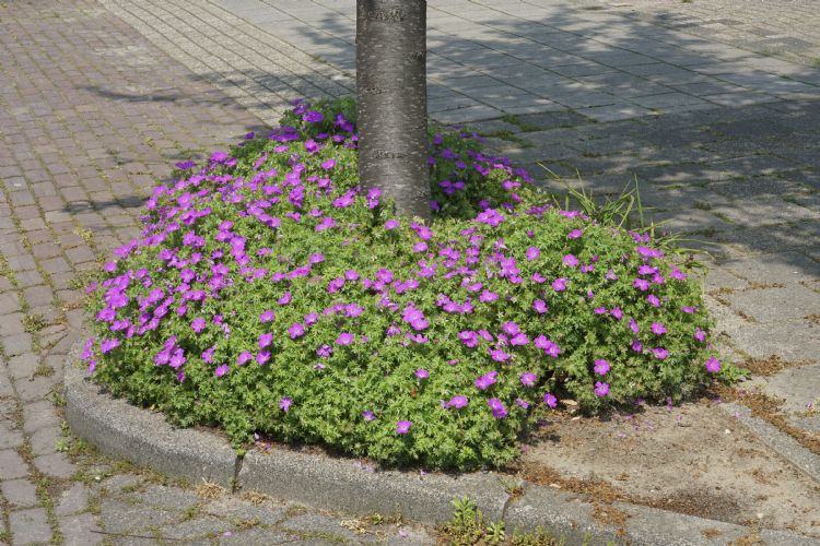 Een groene boomspiegel betrekt mensen bij het vergroten van biodiversiteit en het tegengaan van hittestress. Foto: Sjon.nl