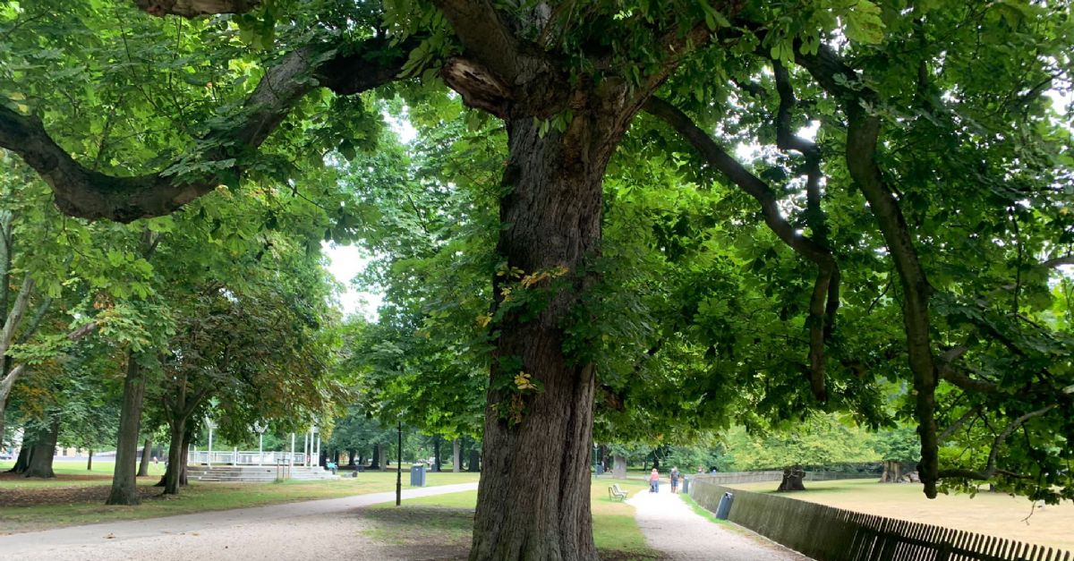 Behoud stadsbos Haarlemmerhout en Frederikspark