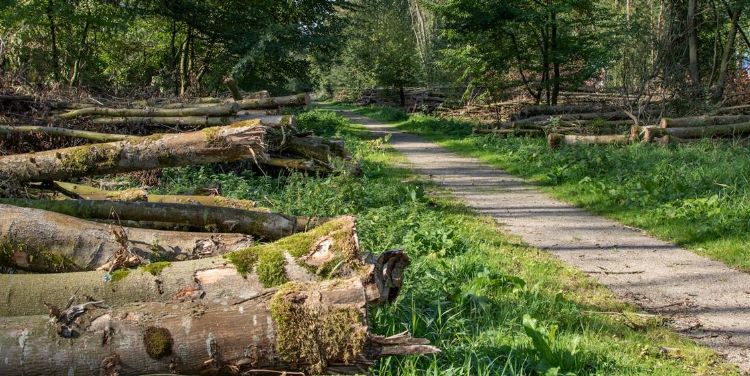 Veel bomen moesten worden gekapt, foto: recreatieschap Rottemeren