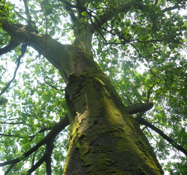 <i>Toona ciliata</i> <i>Toona ciliata</i>