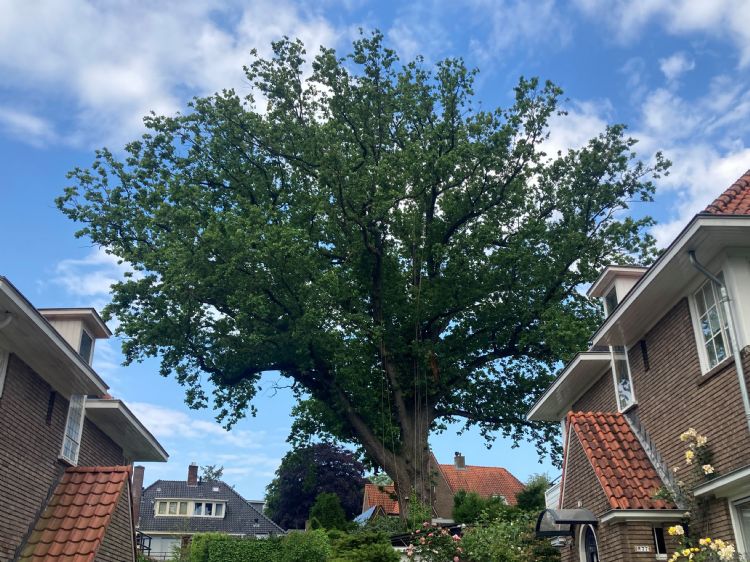 Zomereik Arnhem