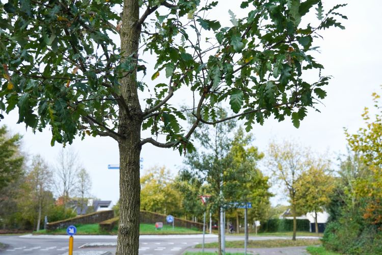 <i>Quercus cerris</i> 'Marvellous' aan de Akkerweg rond Moergestel
