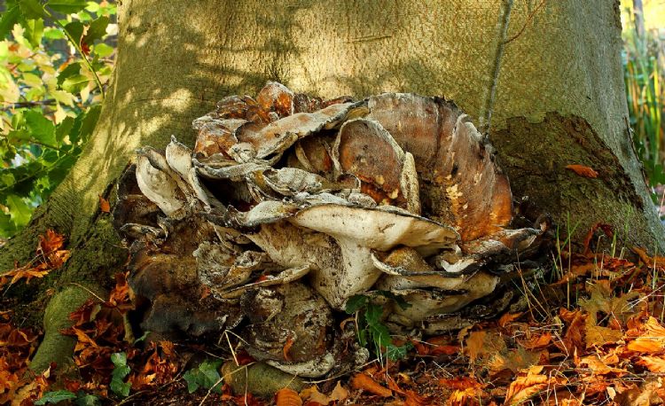 Reuzenzwam (Meripilus giganteus) aan voet van beuk (Fagus sylvatica) in de Hortus (Haren, Groningen), foto: Dominicus Johannes Bergsma; beeld ter illustratie