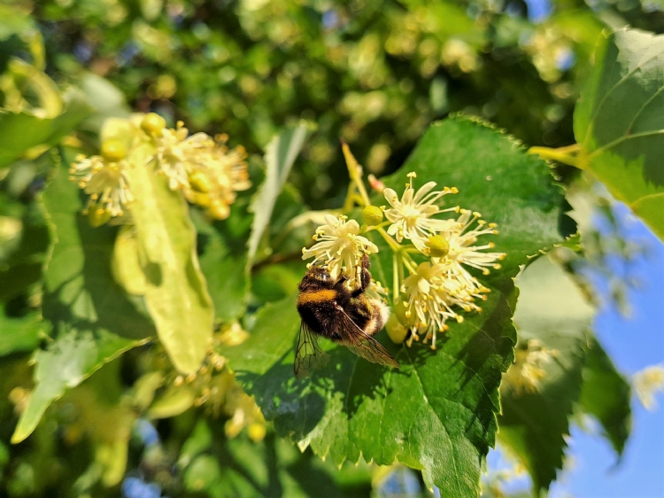 Bij op bloeiende linde Bij op bloeiende linde