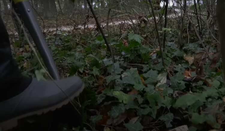 Oogsten van bomen in een bosperceel in Noord-Holland