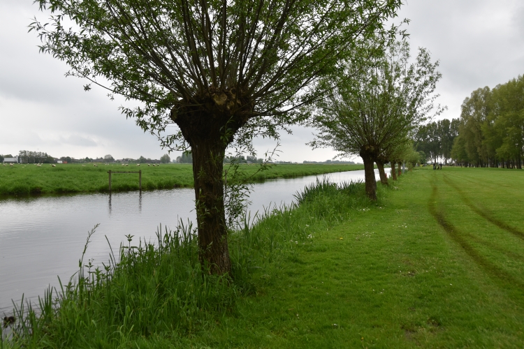 Knotwilgen langs de oever