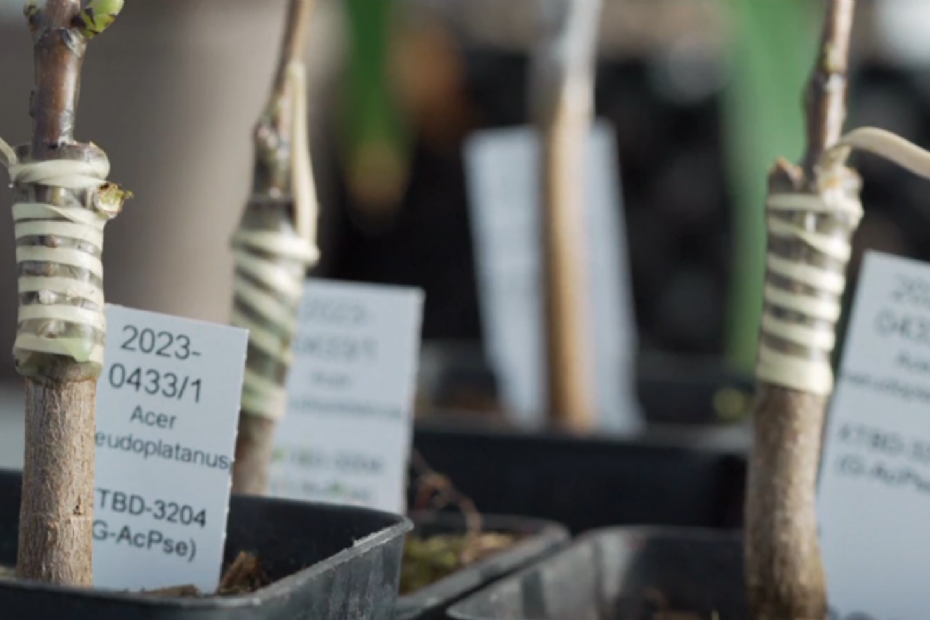 Plantmateriaal van de Robin Hood-boom slaat voorzichtig aan