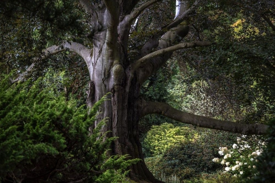De prijswinnende beuk 'Hart van de Tuin' in Wroclaw. Foto: Bożka Piotrowska, alias Zielona Bombonierka