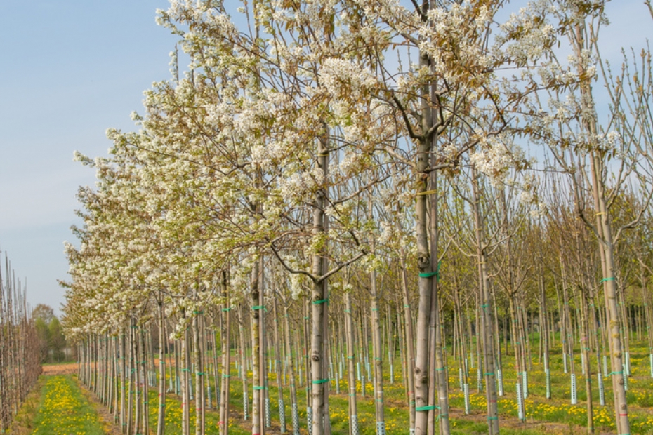 Krentenboompje (foto: boomkwekerij Ebben)