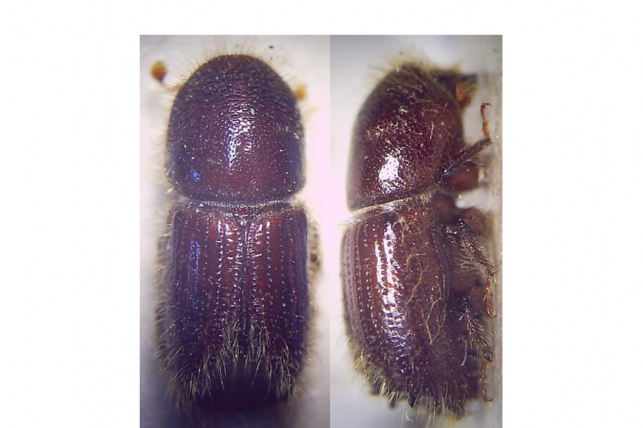Waardplanten voor de letterzetter zijn voornamelijk Picea-soorten, soms ook wel op Pinus cembra, zelden op Abies, Larix en Pseudotsuga. Foto: Fdcgoeul, CC BY 3.0 <https://creativecommons.org/licenses/by/3.0>, via Wikimedia Commons