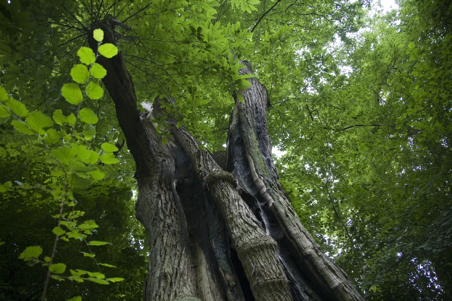 De kabouterboom in Beek werd in 2023 vierde. Foto: Rijksdienst voor het Cultureel Erfgoed (2010)