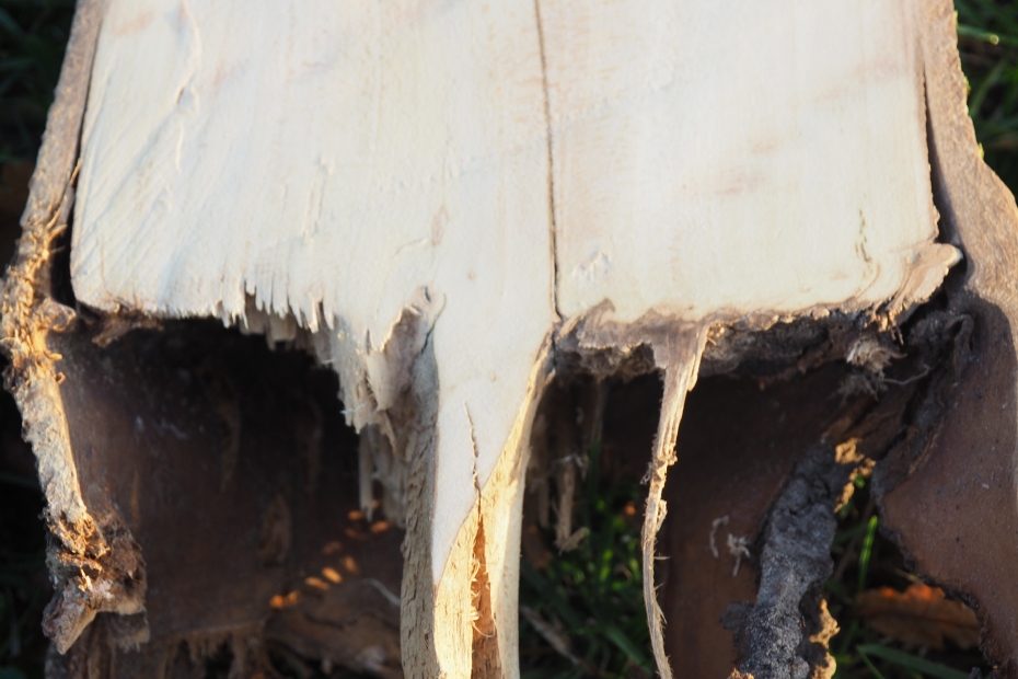 Onverenigbaarheid bij een zilverlinde