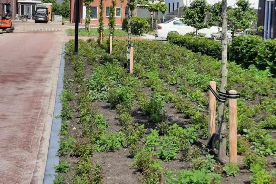 Beeld ter illustratie, dit is niet de aangeplante appelboom