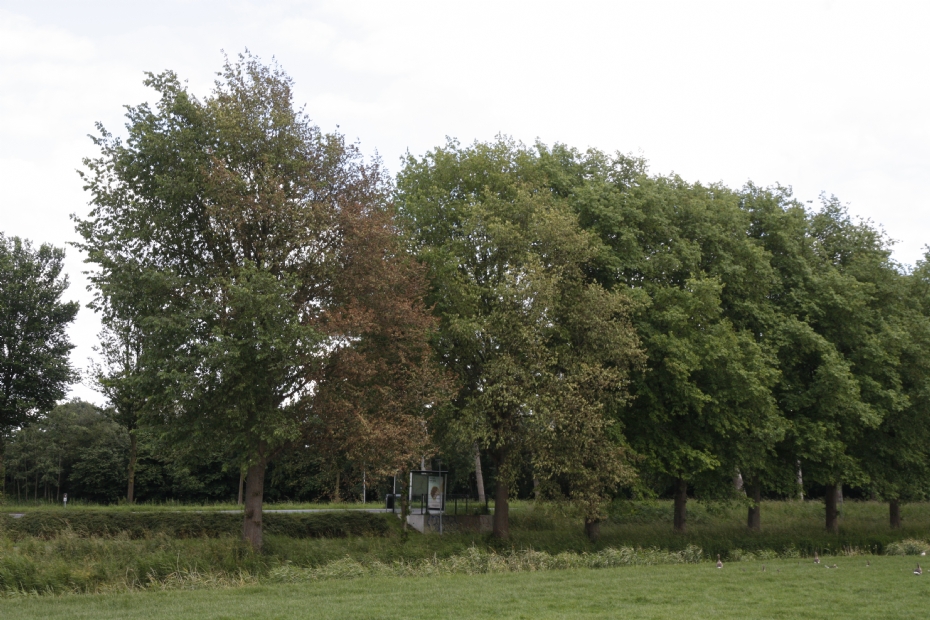 Iepziekte in Amsterdam. Foto: Hans Kaljee.