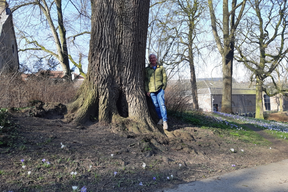 Frank van den Brink bij de oude iep in het Singelpark: 'Gelukkig zijn veel van onze oude iepen nog steeds vrij van iepziekte.'