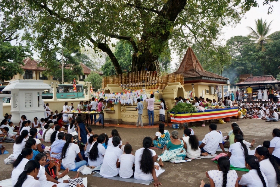 Ficus religiosa in Sri Lanka