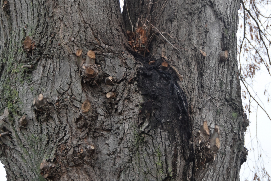 Archiefbeeld plakoksel in linde (foto Tree O Logic)