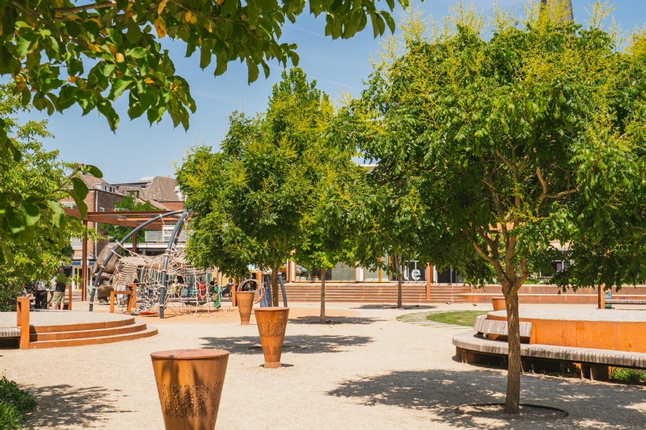 <i>Koelreuteria paniculata</i> op het Marktplein, Hengelo