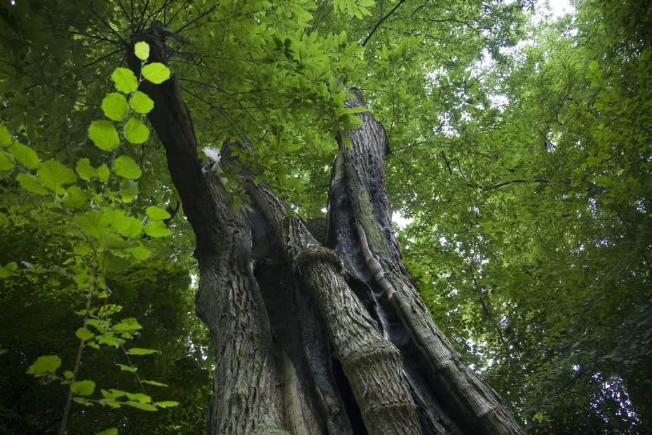 De kabouterboom in Beek werd in 2023 vierde. Foto: Rijksdienst voor het Cultureel Erfgoed (2010)