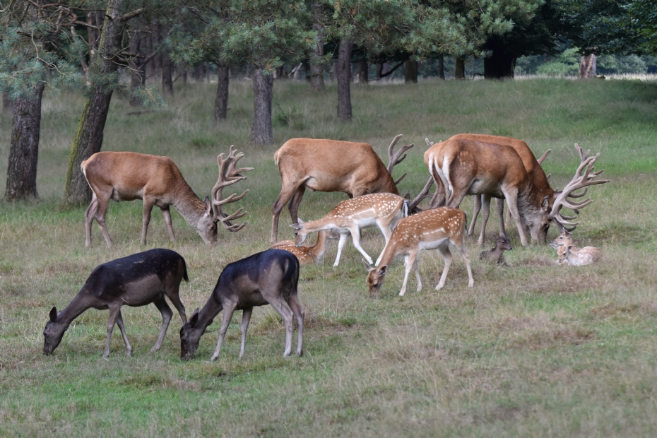 Edelherten en damherten in een bosgebied op de Veluwe (fotografie: Albert-Erik de Winter)
