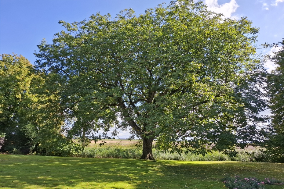 De Juglans regia in Groningen. Foto: Albert-Erik de Winter