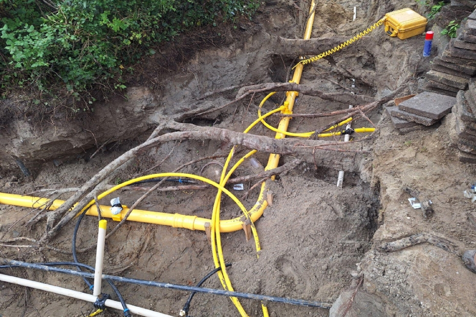 Beeld: Rooibos Boomverzorging