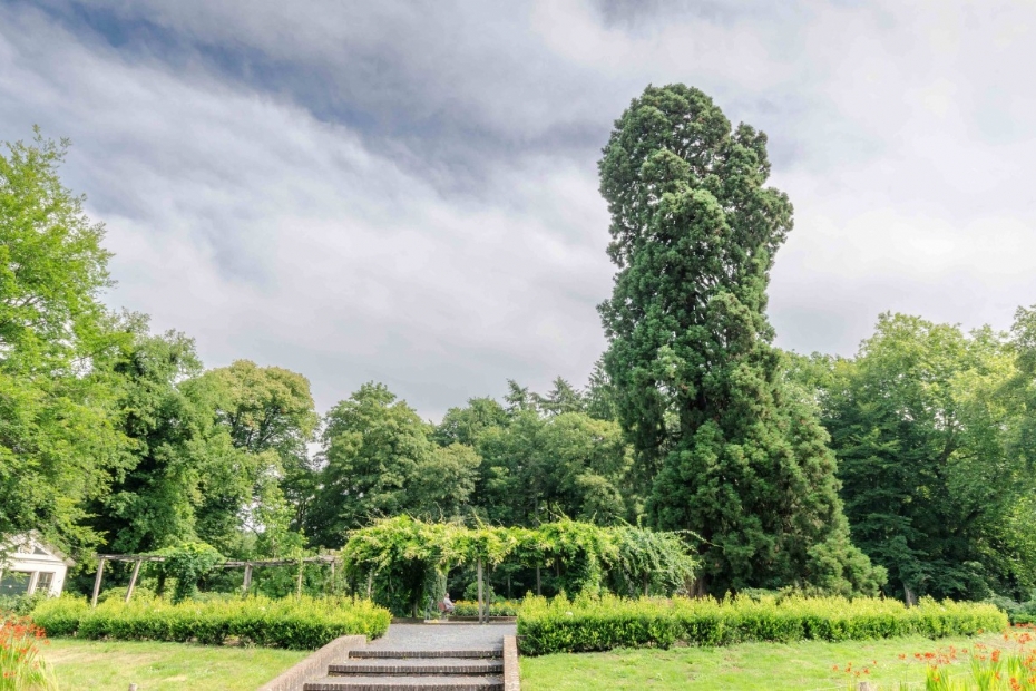 Enschedese Mammoetboom verkozen tot Boom van het Jaar 2025.