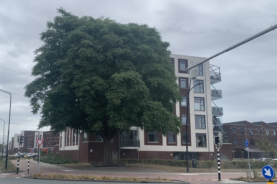 Archiefoto uit 2008:  Hemelboom op het voormalige dicoterrein in Uden