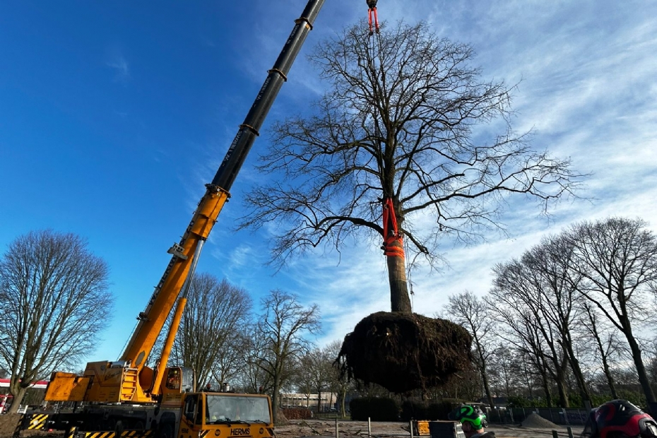 Verplaatsing van één van de monumentale lindebomen