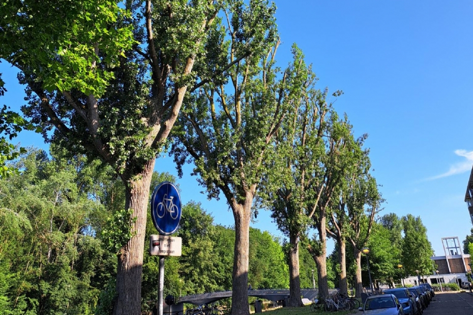 De populieren na de breuksnoei