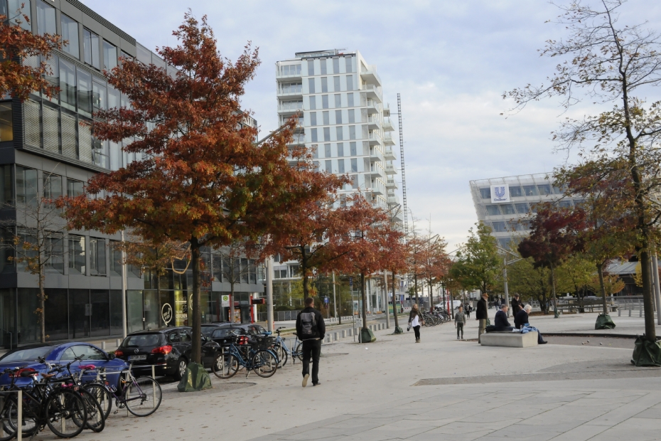 Moeraseiken voelen zich niet thuis in een basische substraat ondergrond