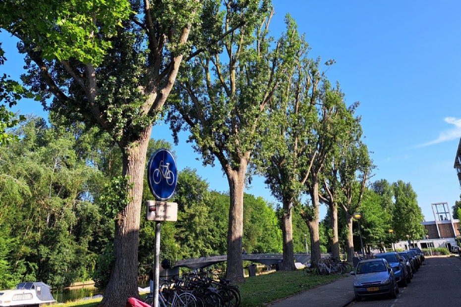 De populieren na de breuksnoei