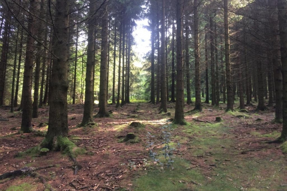 Afbeelding ter illustratie