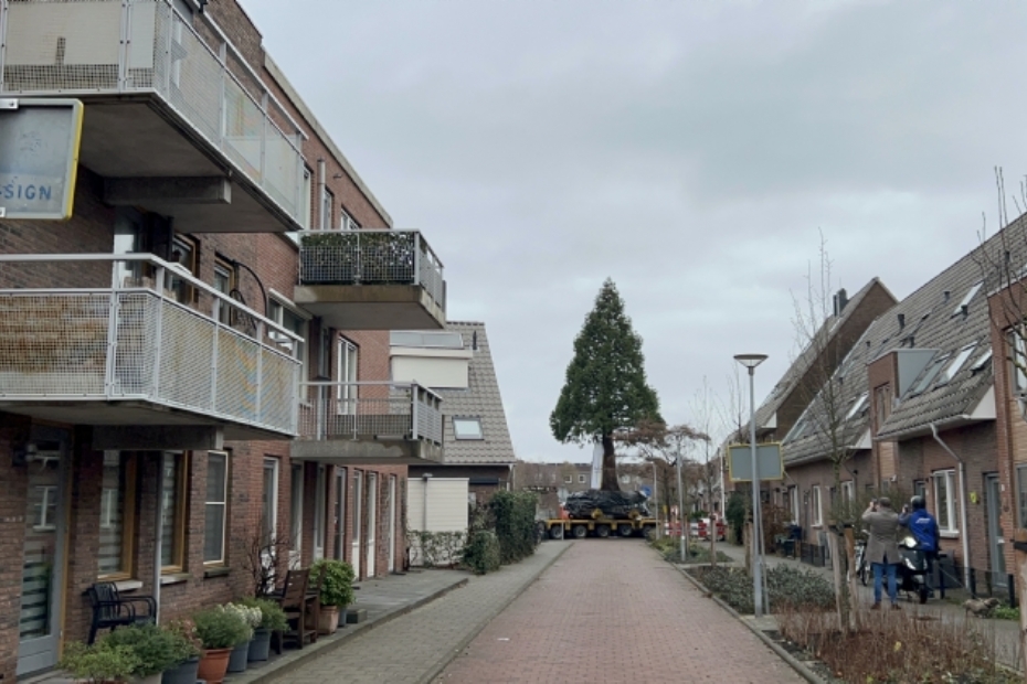 De boom is in de wijk herplaatst. Transport over 300 meter.