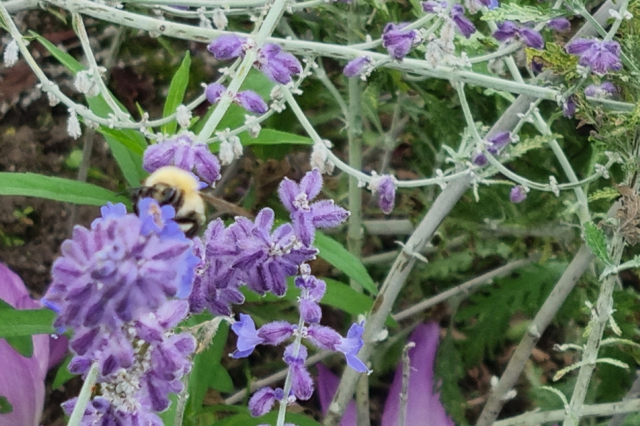 Een bestuiver (Joris Ivensplein Nijmegen)