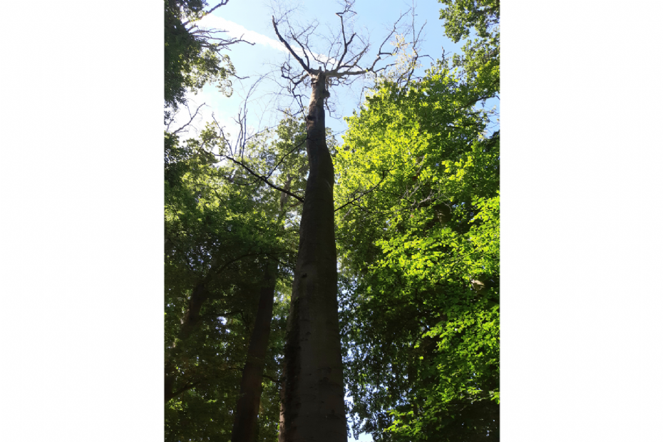 Foto ter illustratie. Dode boom in een parkstrook in Apeldoorn
