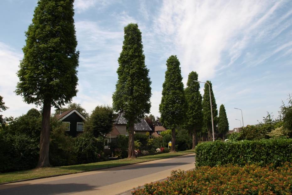 Gekandelaberde Metasequoia glyptostroboides